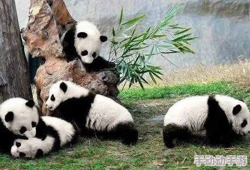 《功夫熊猫：掌中江湖》猩猩大师角色深度剖析与价值技能全览