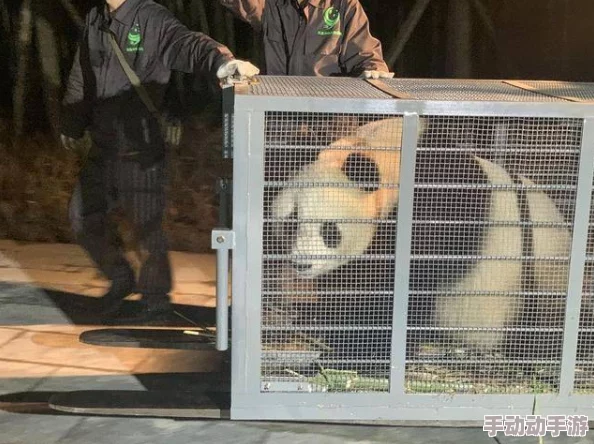 《功夫熊猫：掌中江湖》猩猩大师角色深度剖析与价值技能全览