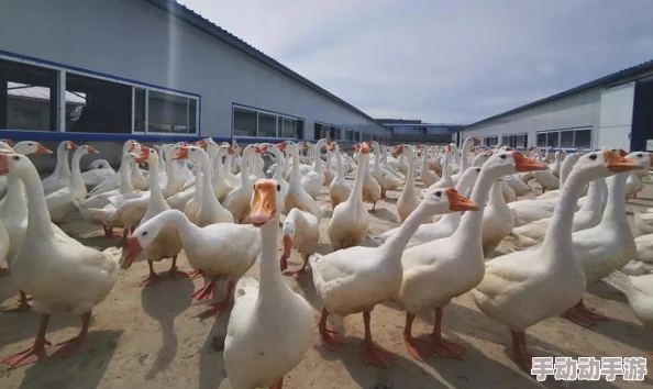 鹅鸭杀游戏中白板鹅角色数量详解及大白鹅上限设定探索