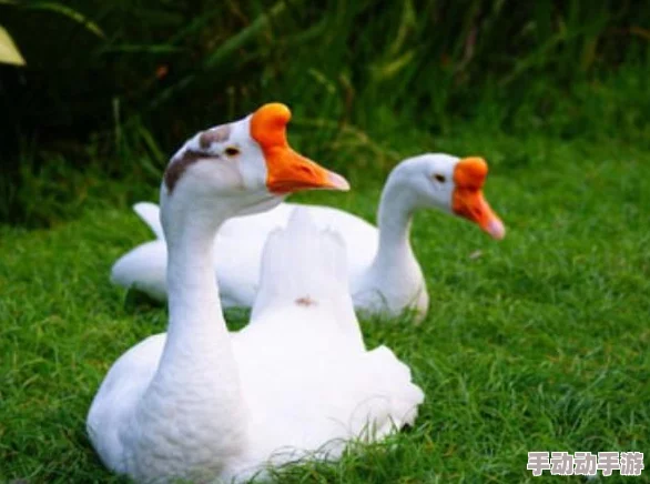 鹅鸭杀游戏中白板鹅角色数量详解及大白鹅上限设定探索
