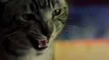 猫之城顶尖策略：高效阵容搭配与实战运用指南
