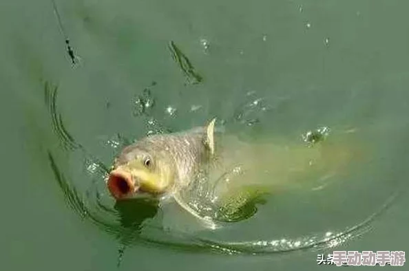 雷鸣仙鱼专属饵料：详细步骤与高效配方制作指南