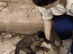 两人生小猴子不盖被子，网友：太可爱了！这是什么品种？