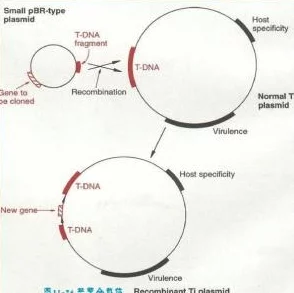 DNA非特异性杂交：解析其在基因研究与生物技术中的重要应用与挑战