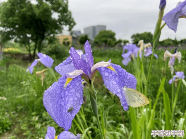 鸢尾绣球：色彩斑斓的园艺瑰宝与养护技巧全面介绍