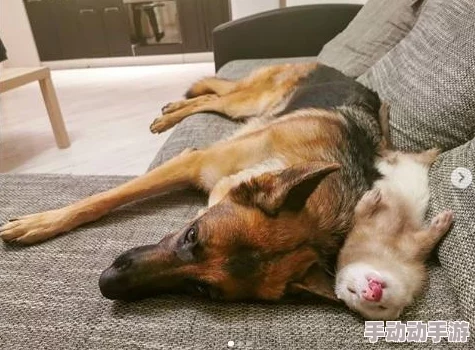 人物动物互动高清怎么玩？体验真实感与乐趣的完美结合，带你领略不一样的亲密时刻！