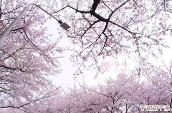 jjzz日本：感受樱花季节的浪漫与传统文化的交融，畅游东京和京都的美丽景点
