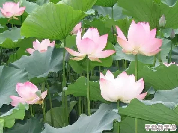 荷花1777. tⅴ：揭秘这种植物的美丽与神秘魅力