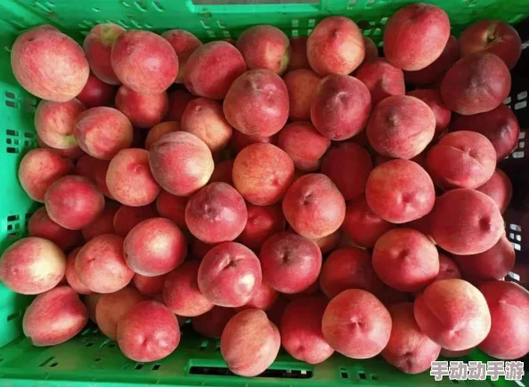 红桃38.43：网友热议其新鲜口感与高性价比，纷纷表示值得尝试！