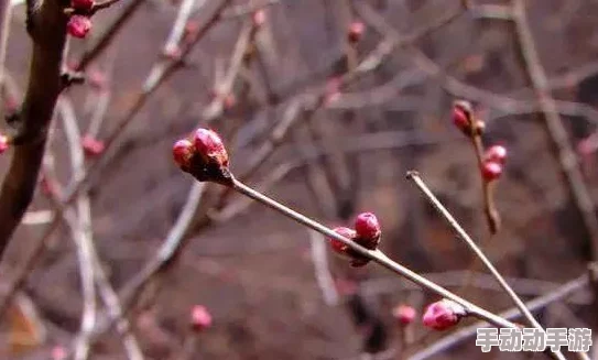 挺进她的花苞啊太深了霍水，感受那份无法言喻的亲密与激情