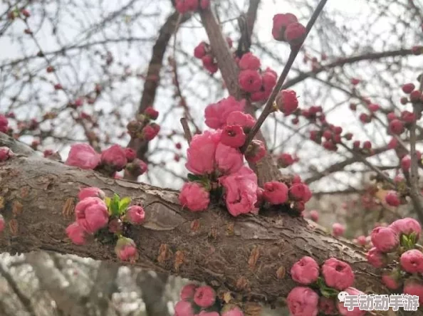 挺进她的花苞啊太深了霍水，感受那份无法言喻的亲密与激情