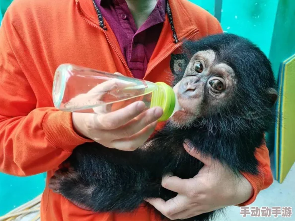 疯狂动物园探险：猩猩园区智慧闯关秘籍与互动技巧全掌握
