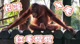 疯狂动物园探险：猩猩园区智慧闯关秘籍与互动技巧全掌握