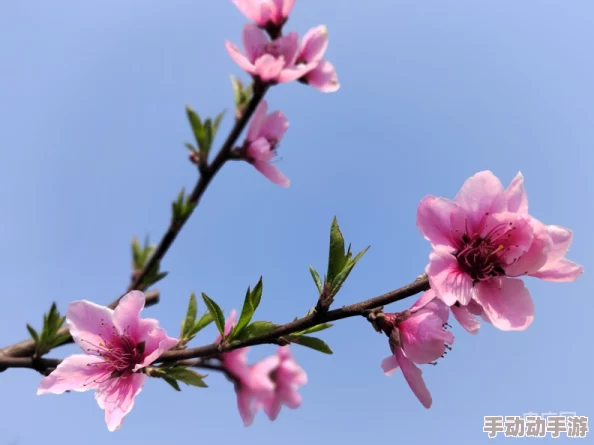色五月激情五月：探讨五月的鲜花盛开与生机勃勃的气息