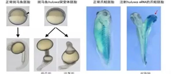 huluwa葫芦里面不卖药官方＂：揭秘真相，这背后隐藏着什么？