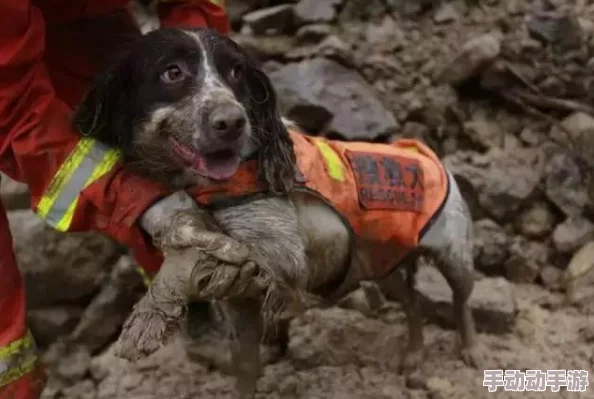 深入解读张警犬9分10秒头撞玻璃网盘事件引发的思考与启示