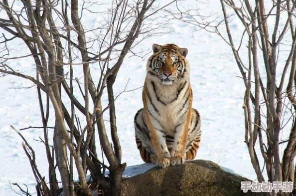 疯狂动物园奇趣花园：终极Boss狩猎策略与独家捕捉技巧大揭秘