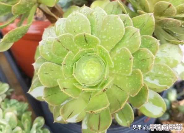 原始传奇法师高效进阶之路：独家快速升级策略与技巧全揭秘