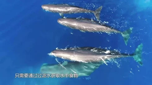 探秘魔法樱树岭：珍稀精灵鱼与奇特象拔蚌领衔，全面解锁水域生物多样性奇观