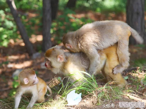 男生女生一起努力生猴子，网友热议：这是一种新型的合作方式，还是对未来家庭观念的挑战？