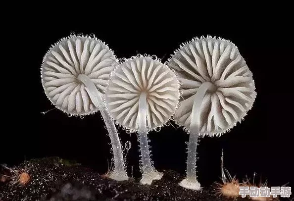 51cgfun蘑菇今日吃，网友疯传：这背后竟然隐藏着惊人的秘密！