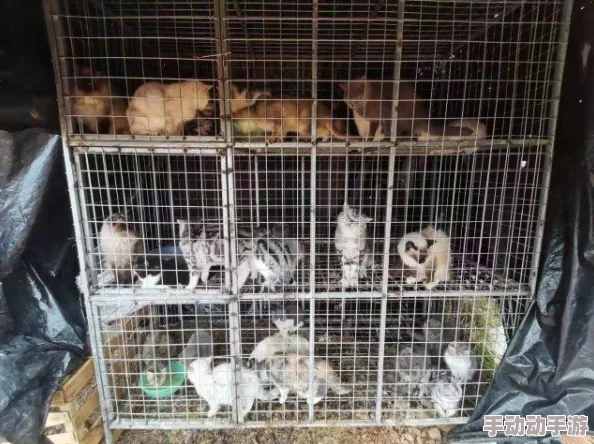 猫咪成 人最新地域网名怎么取，带你了解热门名字创意、地域特色、个性化搭配技巧与注意事项