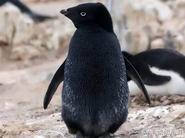 又大又肥又圆的白屁股,令人惊叹的自然奇观,展现了生命的多样性与美丽,引发人们对生态保护的思考 又大又肥又圆的白屁股,令人惊叹的自然奇观,展现了生命的多样性与美丽,引发人们对生态保护的思考