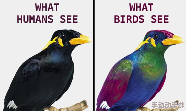 欧洲人与禽类Zoz0交互的最新进展：研究揭示了人类与鸟类之间复杂的行为模式和生态影响