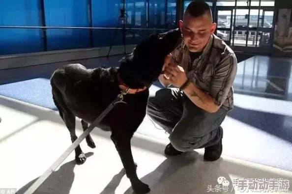 全面剖析战地指挥官中军犬兵种：独特能力、战略运用与战场影响力深度解读