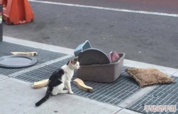 糖心vlog柚子猫：网友热议这只可爱猫咪的日常生活，纷纷表示被萌化了，想要更多精彩内容！