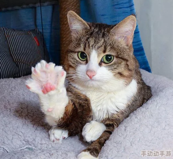 糖心vlog柚子猫：网友热议这只可爱猫咪的日常生活，纷纷表示被萌化了，想要更多精彩内容！