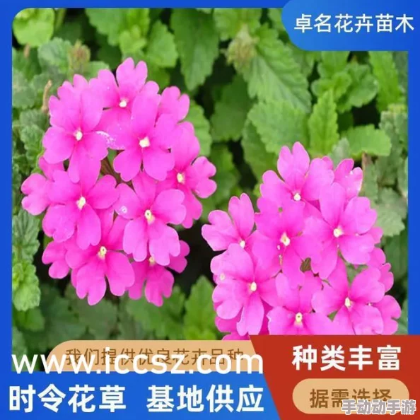 白丝校花：网友热议校园美丽风景，纷纷表达对青春与时尚的独特见解与感受