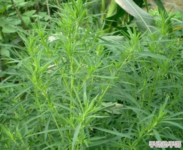 嫩叶草一区二区三区的区别：了解不同种类嫩叶草的特征、适应环境和养护管理要点解析