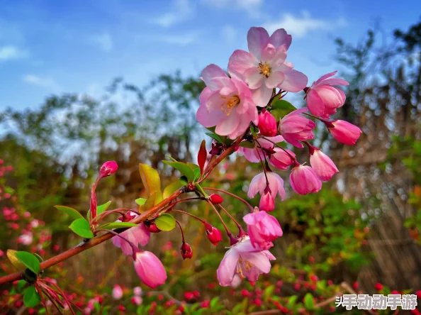美人收集系统(海棠)初一：网友热议游戏玩法与角色设定，期待更多精彩内容的上线与优化
