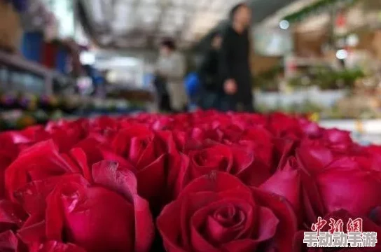 红色妖姬：一种象征着热情与神秘的花卉，常被用来表达爱意和渴望，其独特的美丽吸引了无数人的目光