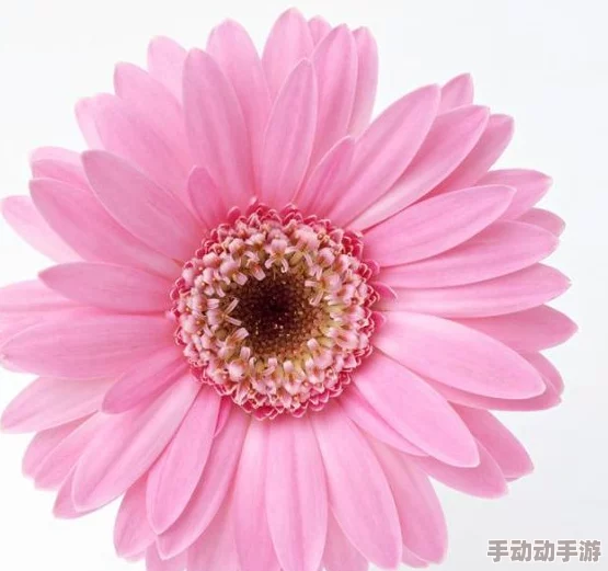 红色妖姬：一种象征着热情与神秘的花卉，常被用来表达爱意和渴望，其独特的美丽吸引了无数人的目光