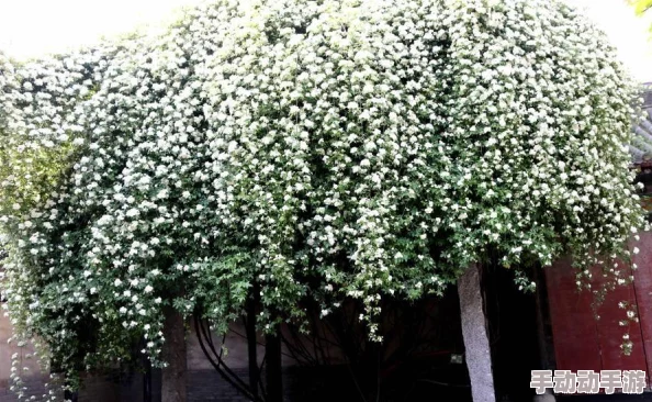 那两团雪球在他的手里小说：讲述了一个关于青春、友谊与成长的故事，展现了主人公在生活中面对挑战时的勇气与坚持