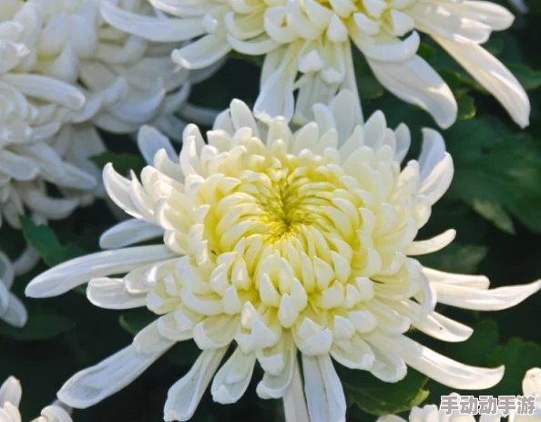 六年级的菊花能塞几根棉签：了解植物的生物学特征与花朵结构的关系