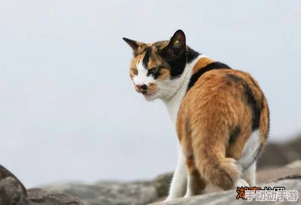 猫咪最新网名3336pt3：可爱猫咪们的新昵称大盘点，带你了解流行趋势与创意灵感