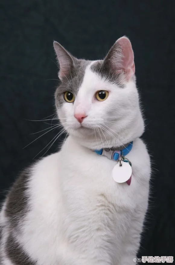 猫咪最新网名3336pt3：可爱猫咪们的新昵称大盘点，带你了解流行趋势与创意灵感