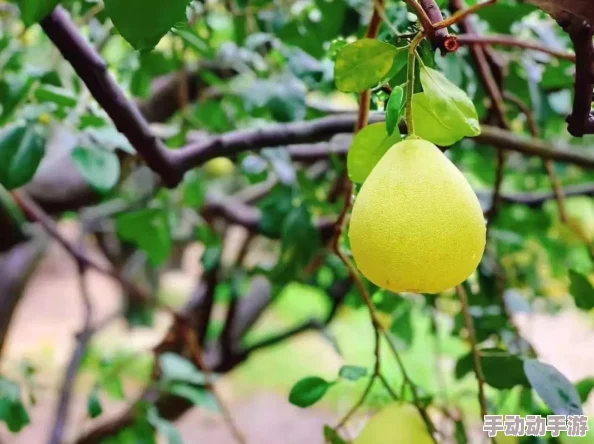 麻豆精产国品花姬直播平台吗？对台湾麻豆地区农业发展与产业链的综合分析与研究