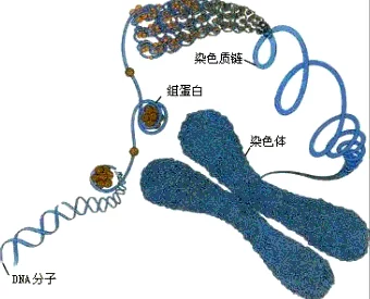 美国人与动物DNA相似度：揭示人类与其他生物之间的遗传联系及其对进化研究的重要性