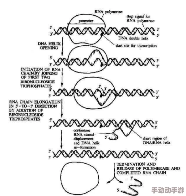 美国人与动物DNA相似度：揭示人类与其他生物之间的遗传联系及其对进化研究的重要性