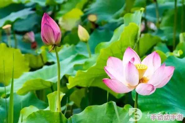 肉莲花图片：探讨其生长环境、养护技巧及在园艺中的应用价值与美学意义