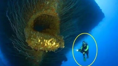 海角-原创：震惊！当地发现巨型海洋生物，科学家们对此感到难以置信，研究结果颠覆常识！