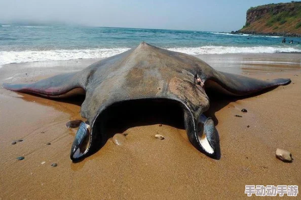 海角-原创：震惊！当地发现巨型海洋生物，科学家们对此感到难以置信，研究结果颠覆常识！