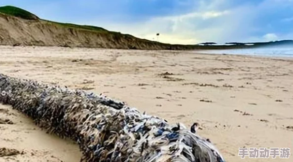 海角-原创：震惊！当地发现巨型海洋生物，科学家们对此感到难以置信，研究结果颠覆常识！