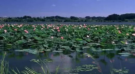 探索云梦四时歌秘境：揭秘芦苇荡隐秘路径，解锁奇幻之旅新篇章