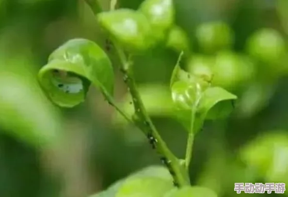 嫩叶草m码和欧洲码在穿着舒适度上有何不同视频？你绝对想不到的舒适体验！