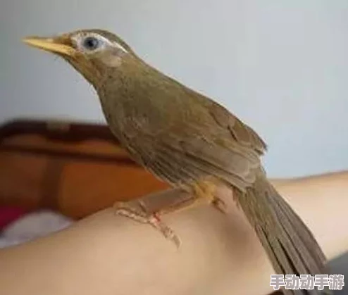 雏鸟幼儿小学生张婉莹在成长过程中展现的学习能力与社交技巧研究分析及其教育启示
